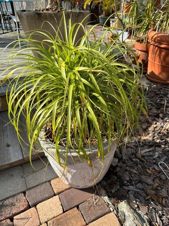 photo nov 24 2025 2 07 59 pm